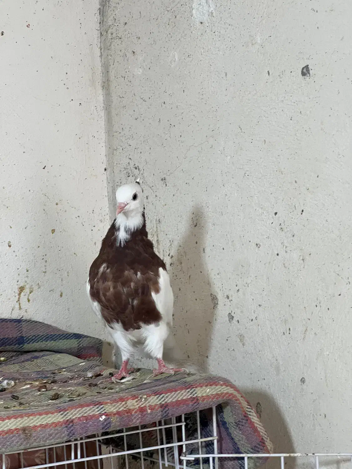 چند عدد کبوتر طوقی جوجه و بزرگ|پرنده|خورموج, |دیوار