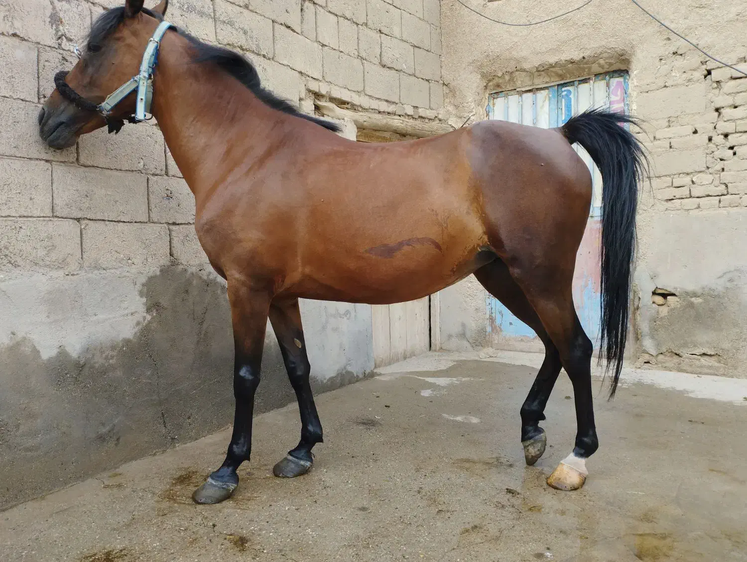 مادیون|اسب و تجهیزات اسب‌سواری|میاندوآب, |دیوار