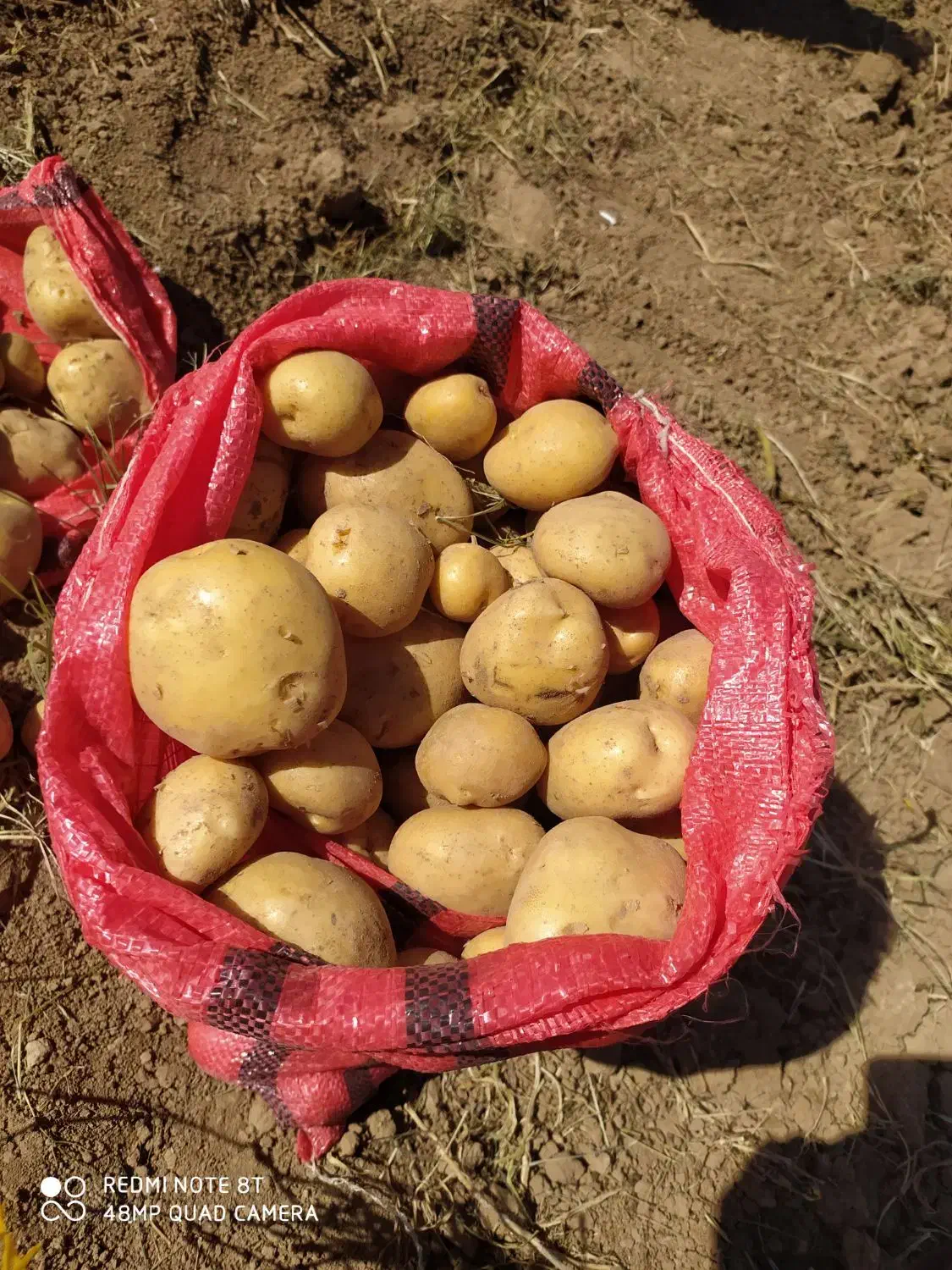 فروش سیب زمینی خوراک|خوردنی و آشامیدنی|کلیائی, |دیوار