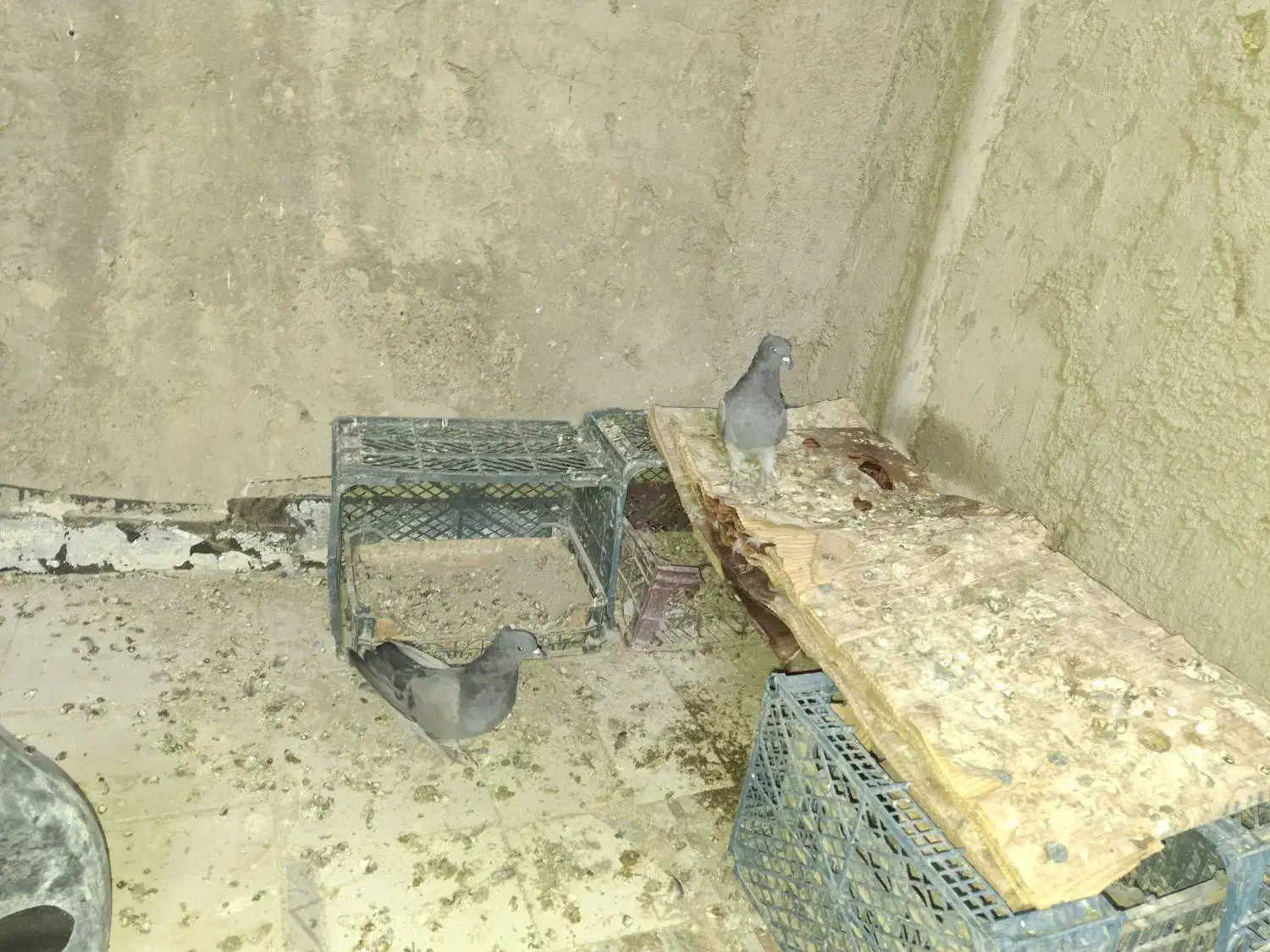 کبوتراصفهانی|پرنده|اصفهان, ارداجی|دیوار