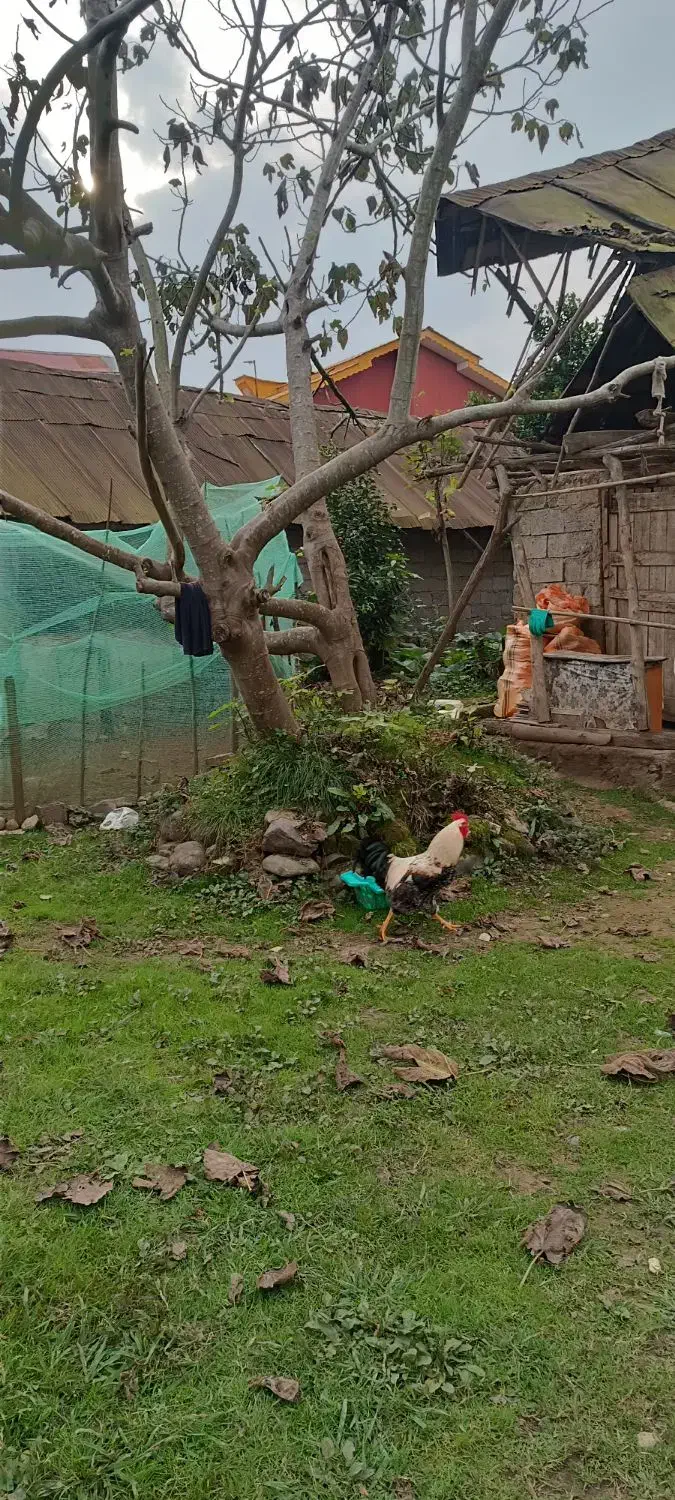 خروس محلی|حیوانات مزرعه|سیاهکل, |دیوار