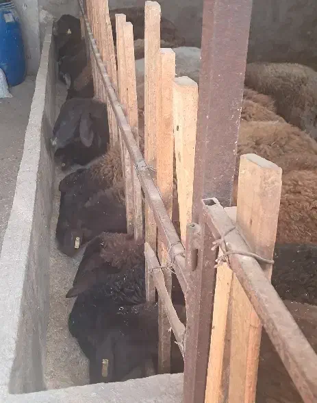 گوسفند وقوچ وبره قوچ همو وهترو|حیوانات مزرعه|تبریز, |دیوار