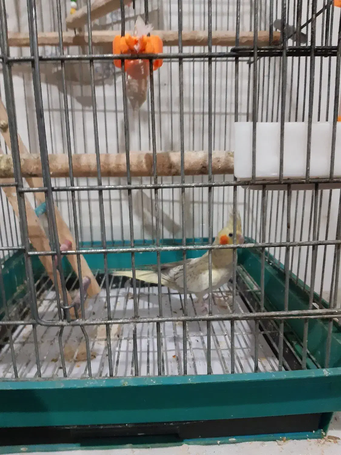 عروس هلندی گلباقالی 6 ماهه ماده|پرنده|پاکدشت, پاکدشت (مامازند)|دیوار