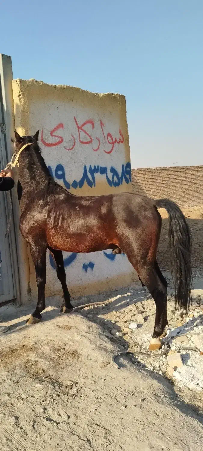 اسب کرد|اسب و تجهیزات اسب‌سواری|شهریار, شهریار|دیوار