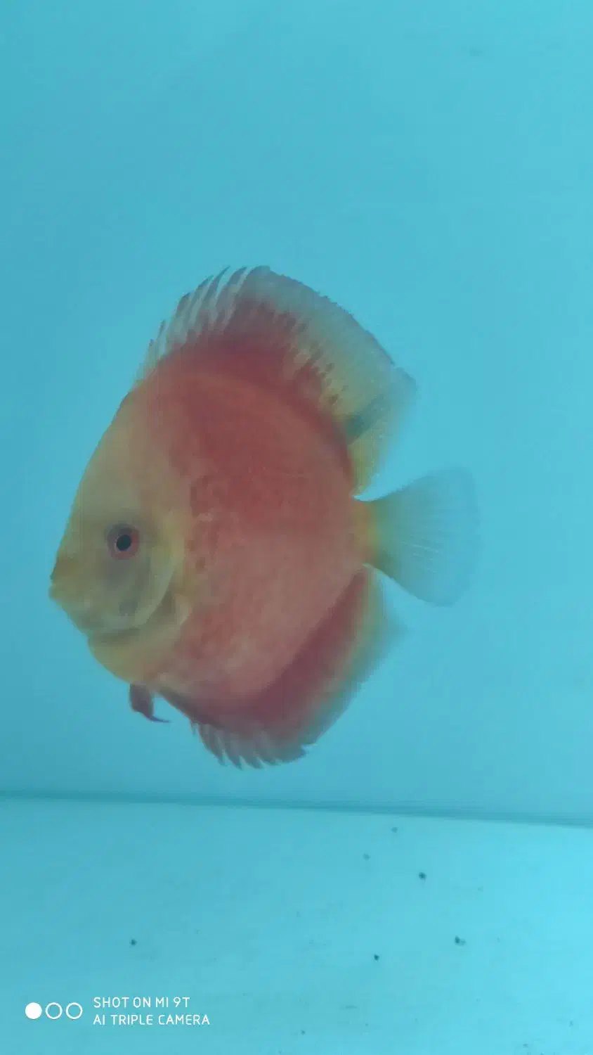 ماهی دیسکس آکواریوم|ماهی|فردیس, قریشی|دیوار