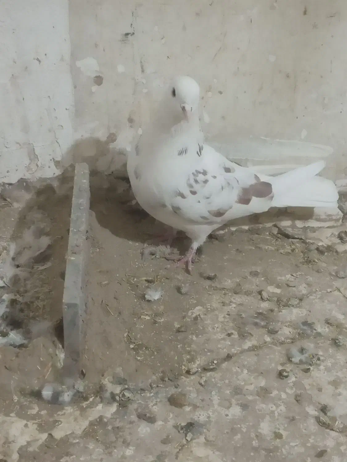 کبوتر پرشی|پرنده|بزینه رود, |دیوار