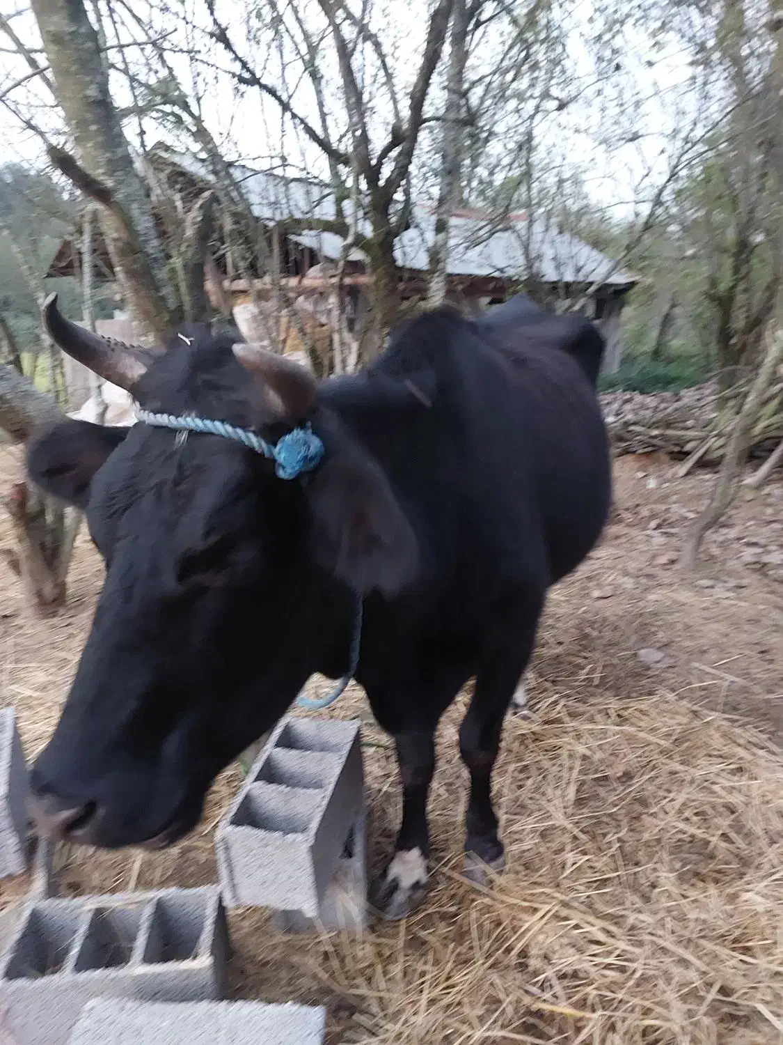 گاو دو رگ هلشتان ۴ ساله|حیوانات مزرعه|سنگر, |دیوار