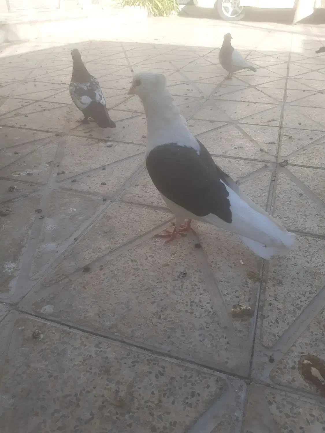 گمشده کبوتر|پرنده|جهرم, |دیوار