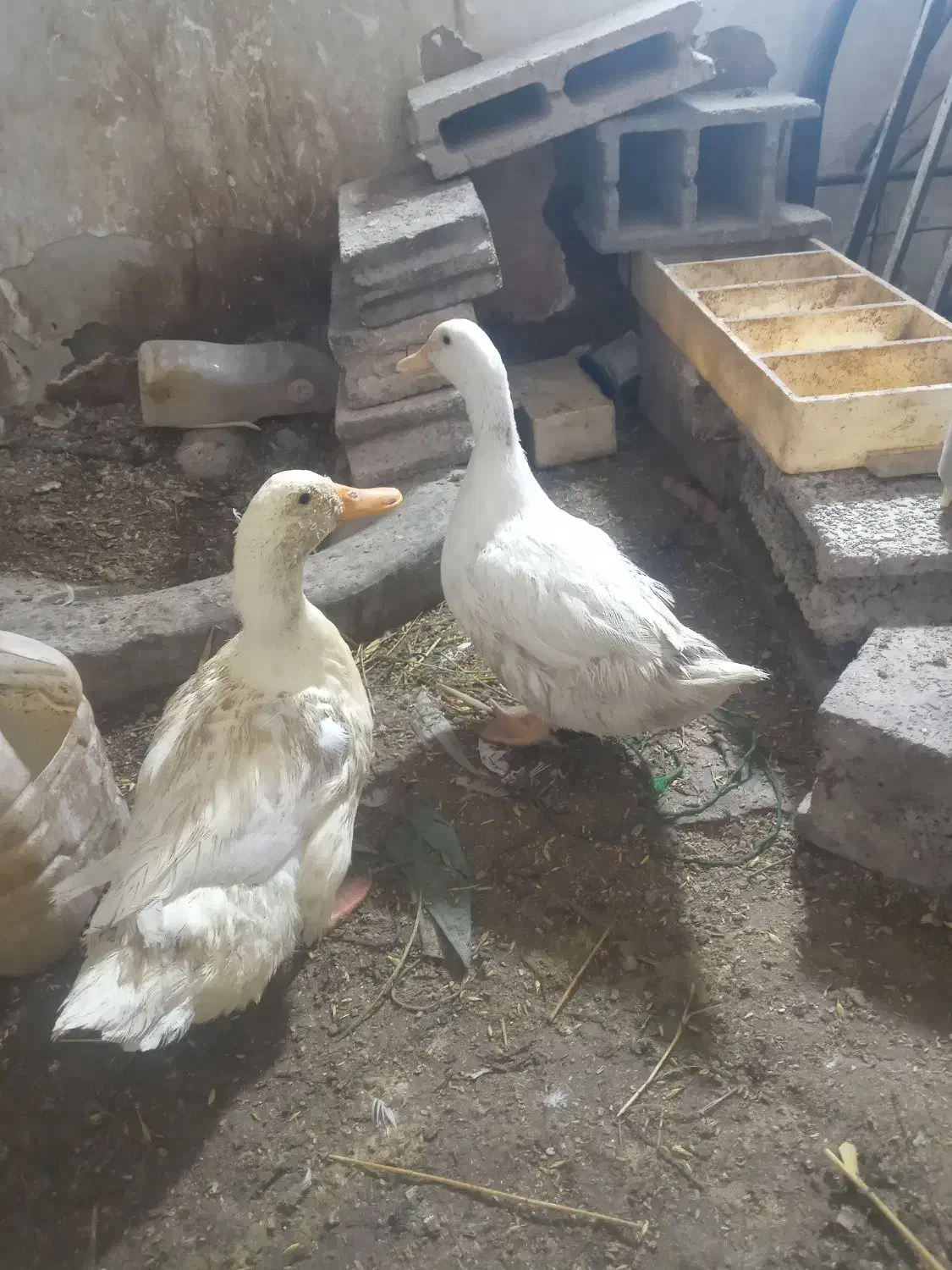 اردک دوعدد|حیوانات مزرعه|قرچک, مهدیه|دیوار