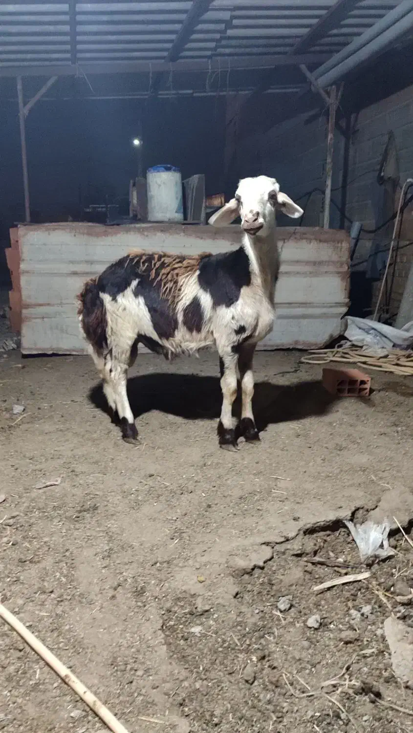 قوچ بره بروجردی|حیوانات مزرعه|علی‌آباد کتول, |دیوار