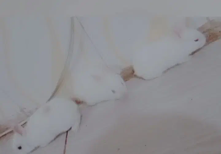 فاضل آباد گلستان 11 کوچه شهید فروغی|موش و خرگوش|فولادشهر, مسکن مهر فولادشهر|دیوار