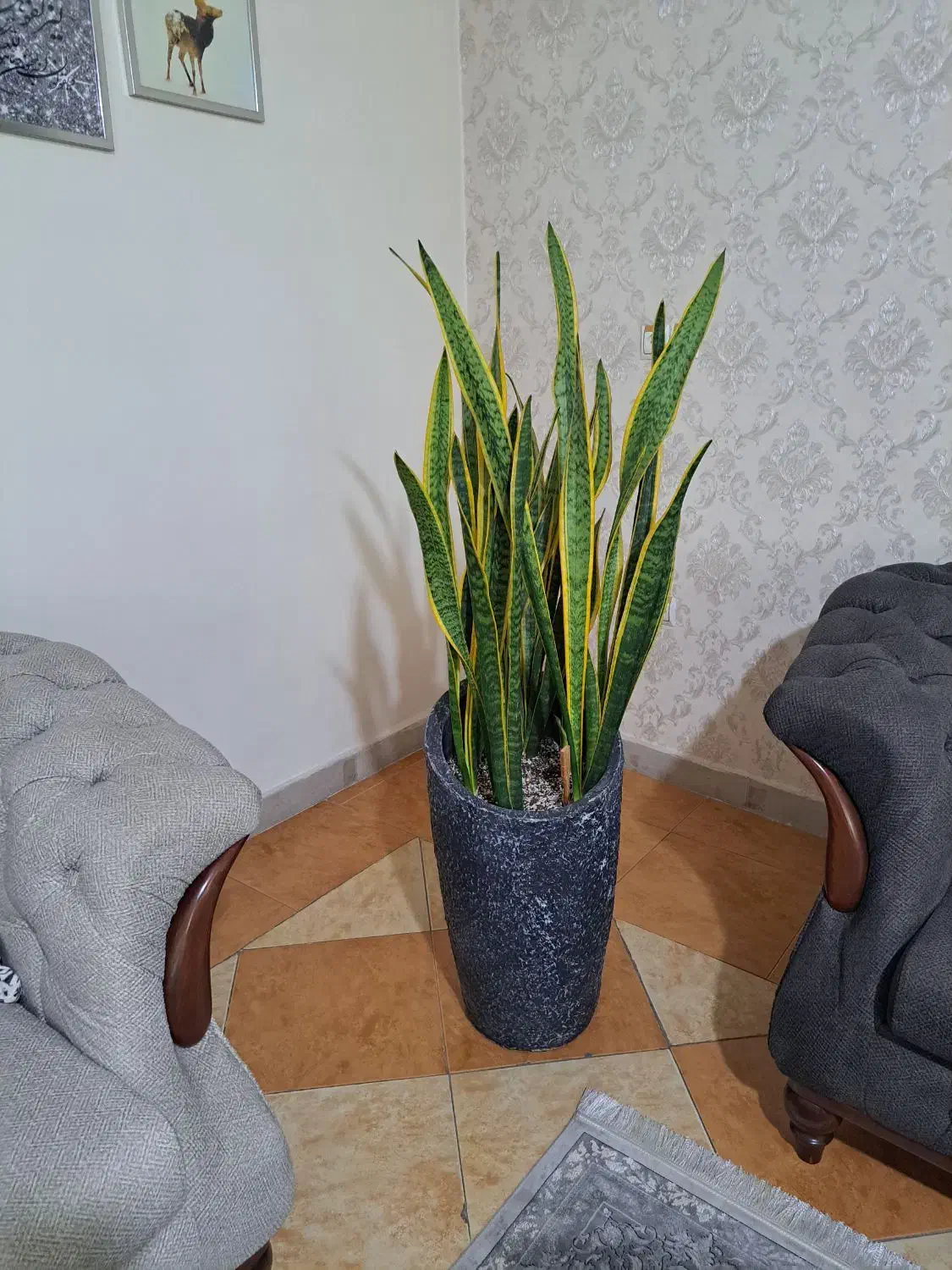 گل گلدون|گل و گیاه طبیعی|هشتگرد, هشتگرد قدیم|دیوار