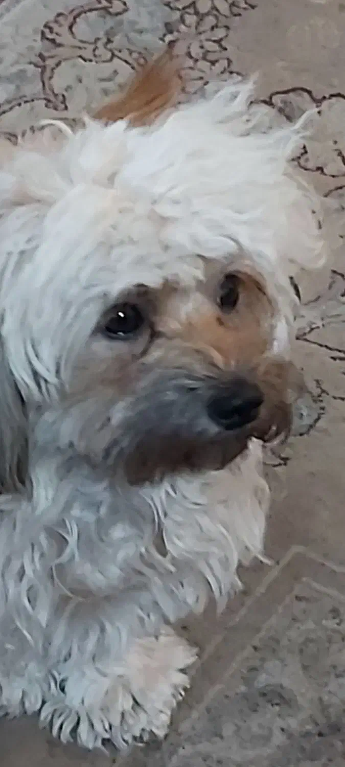 سگ گمشده|حیوانات|ورامین, ورامین|دیوار