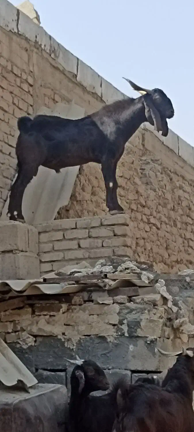 نری|حیوانات مزرعه|رستاق, |دیوار