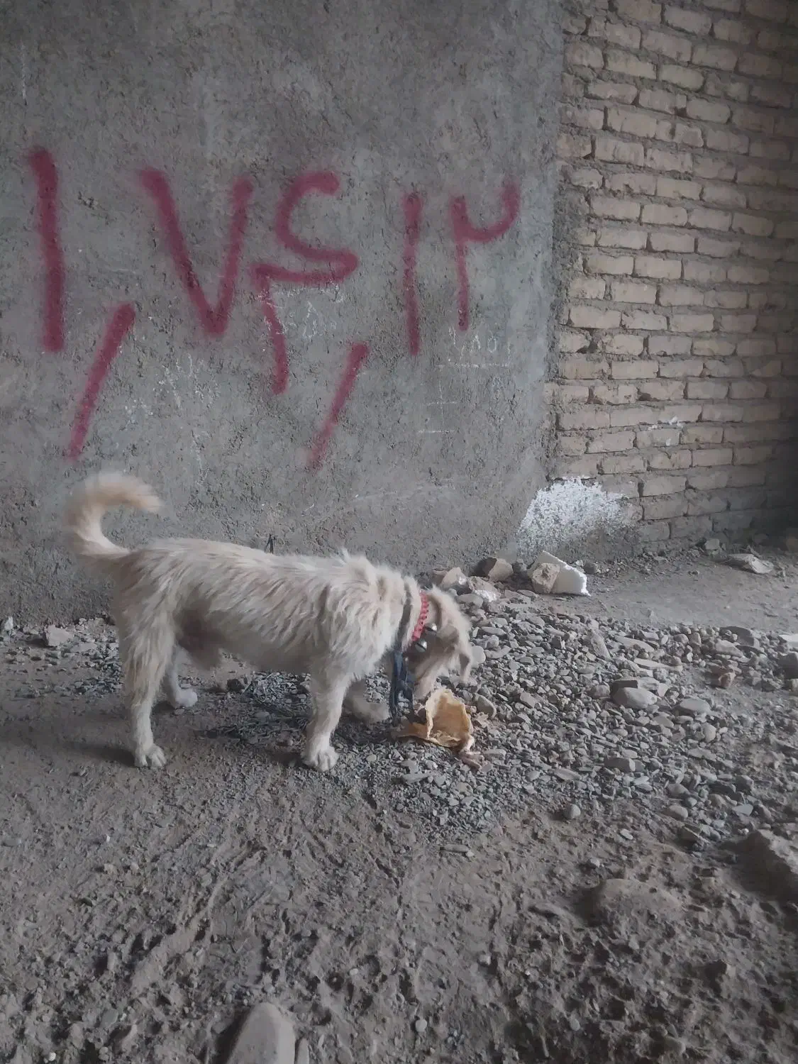 سگ پاکوتاه|سگ|نیشابور, شهرک فرهنگیان|دیوار