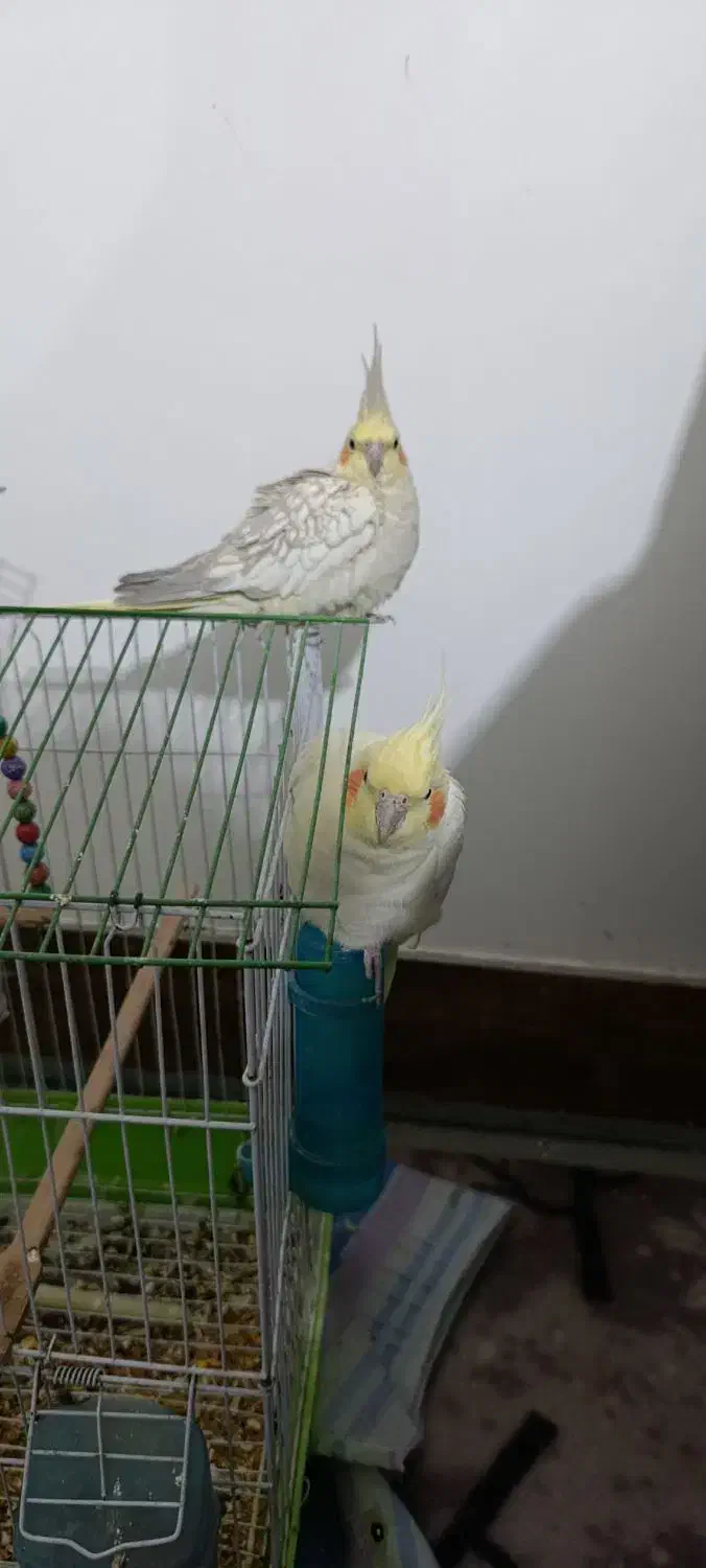 عروس هلندی|پرنده|آشخانه, |دیوار