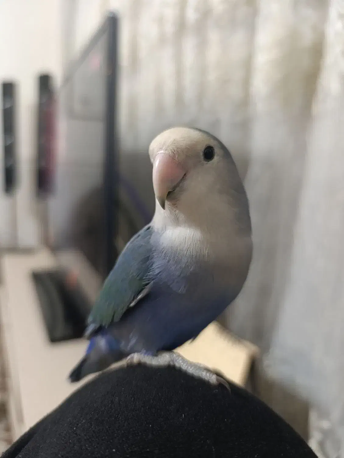 طوطی گم شده|حیوانات|ری, جوانمرد قصاب|دیوار