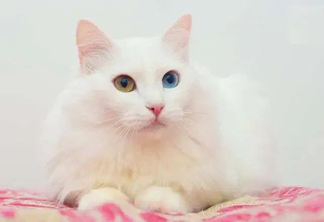 گربه|حیوانات|مشهد, دوست آباد|دیوار