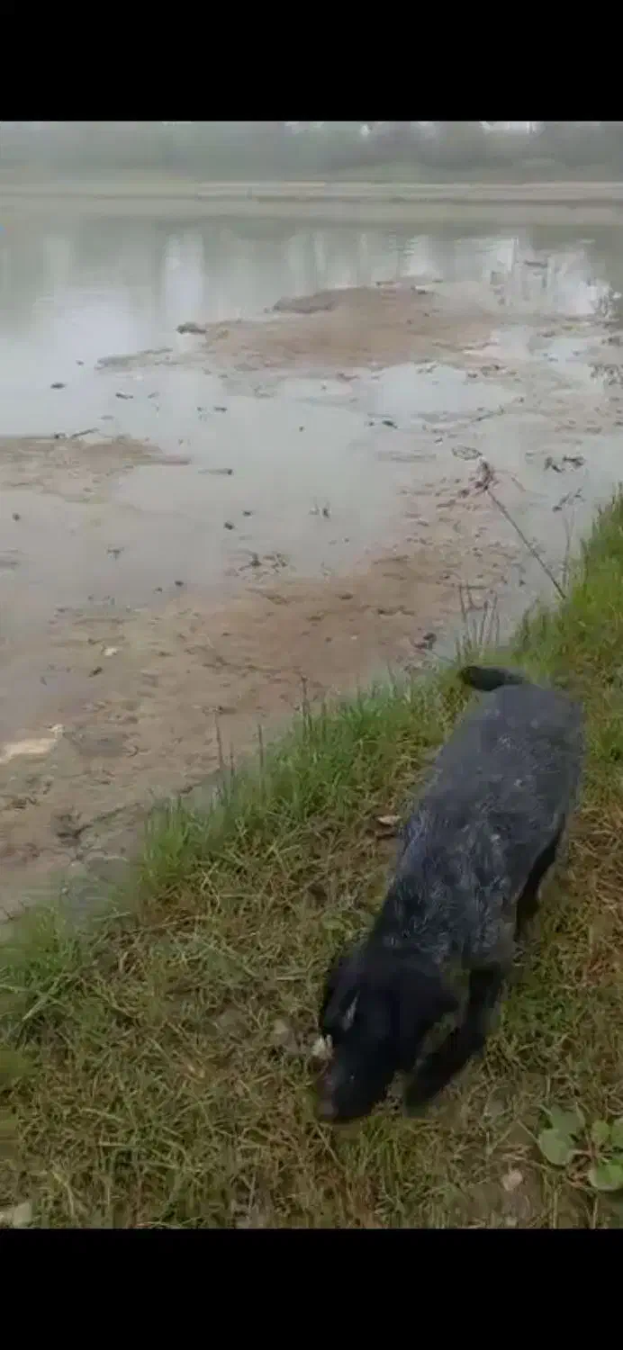 سگ شکاری گمشده|حیوانات|آستانه اشرفیه, |دیوار