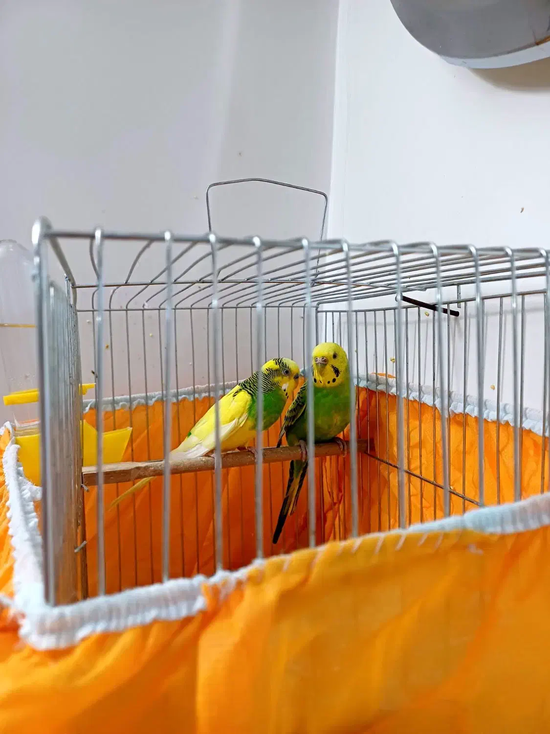 مرغ عشق|پرنده|زنجان, |دیوار