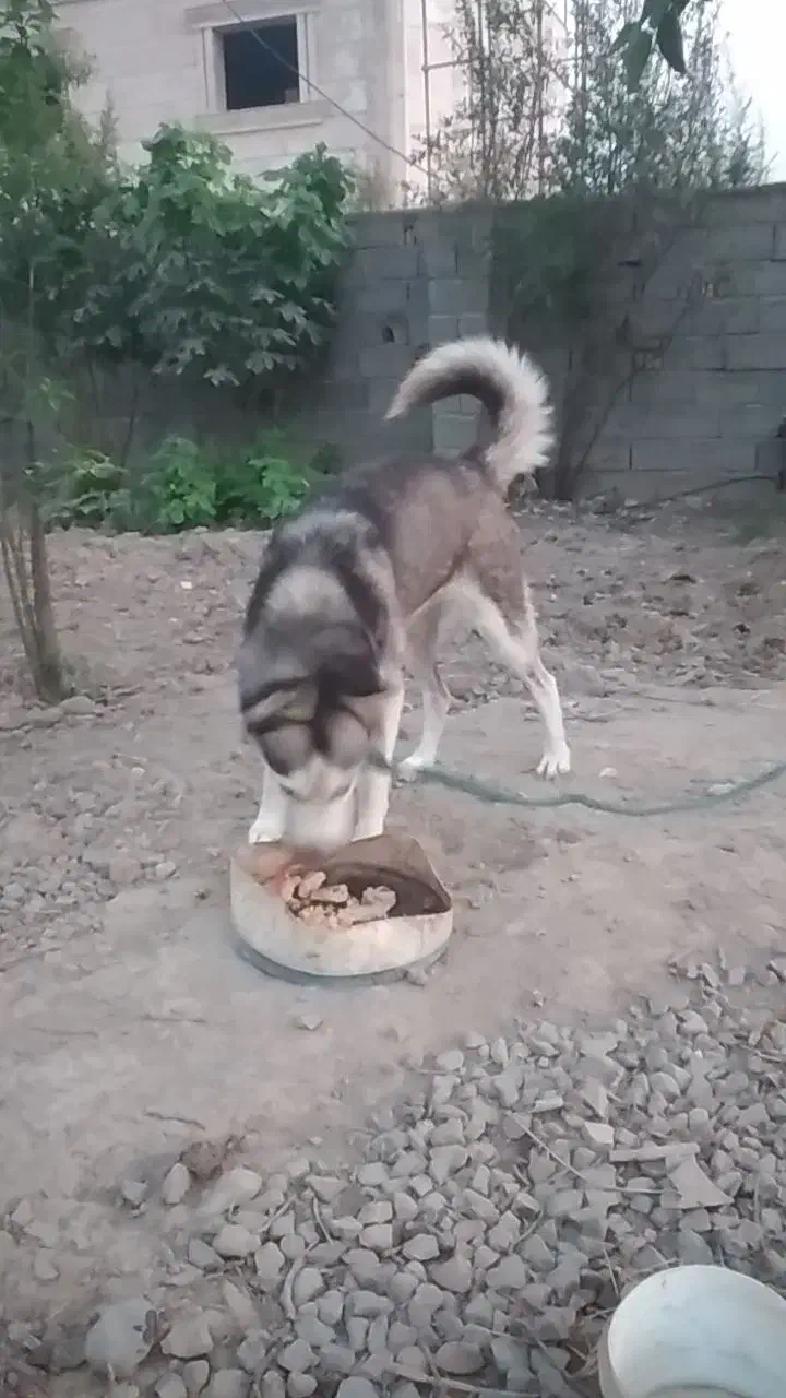 سگ  هاسکی|سگ|گرگان, |دیوار