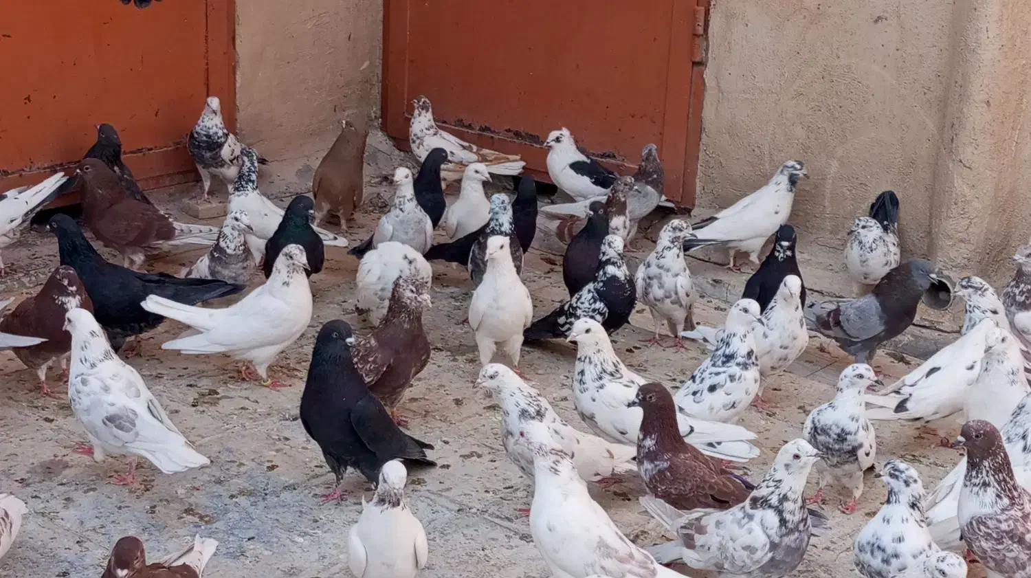 پرنده کفتر خوب|پرنده|تهران, حر|دیوار