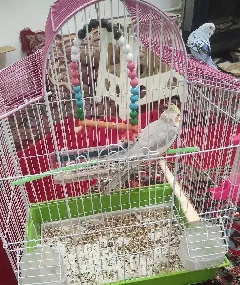 عروس و مرغ عشق|پرنده|الیگودرز, |دیوار