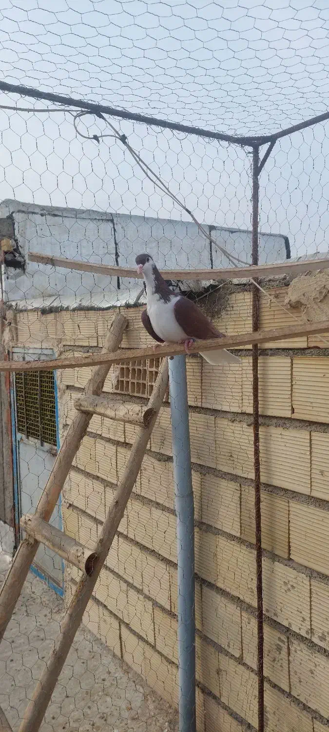 کبوتر پرشی سرخ خش رنگ|پرنده|اسفرورین, |دیوار
