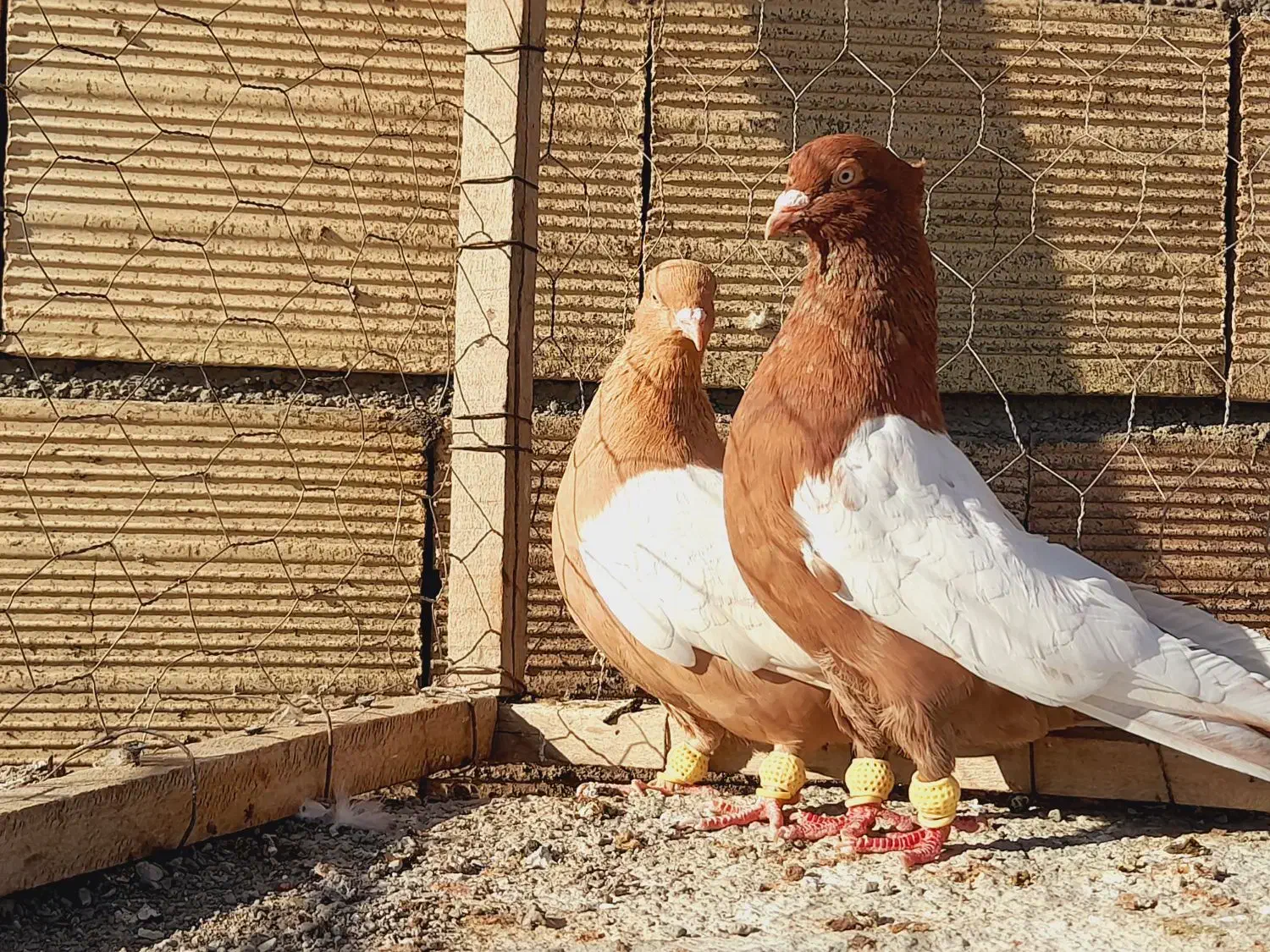 نروماده سینه سرخ وسینه سیاه اس اس|پرنده|مشهد, انقلاب|دیوار