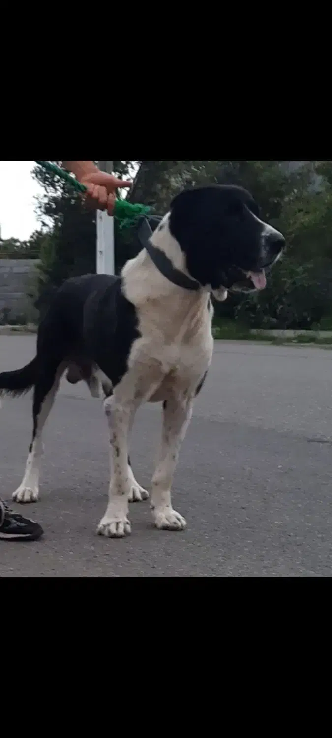 سگ سرابی سن ۴ سال|سگ|چابکسر, |دیوار