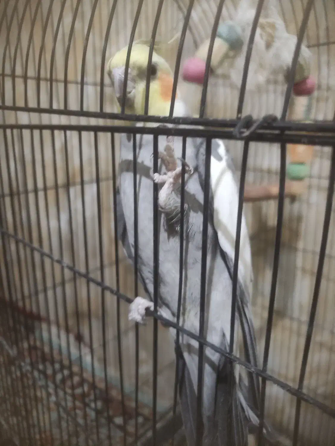 عروس هلندی جفت|پرنده|پاکدشت, پاکدشت (مامازند)|دیوار