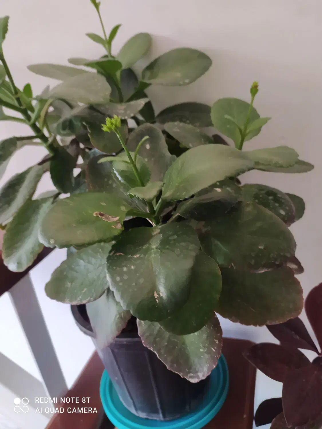 گل طبیعی|گل و گیاه طبیعی|نهاوند, |دیوار