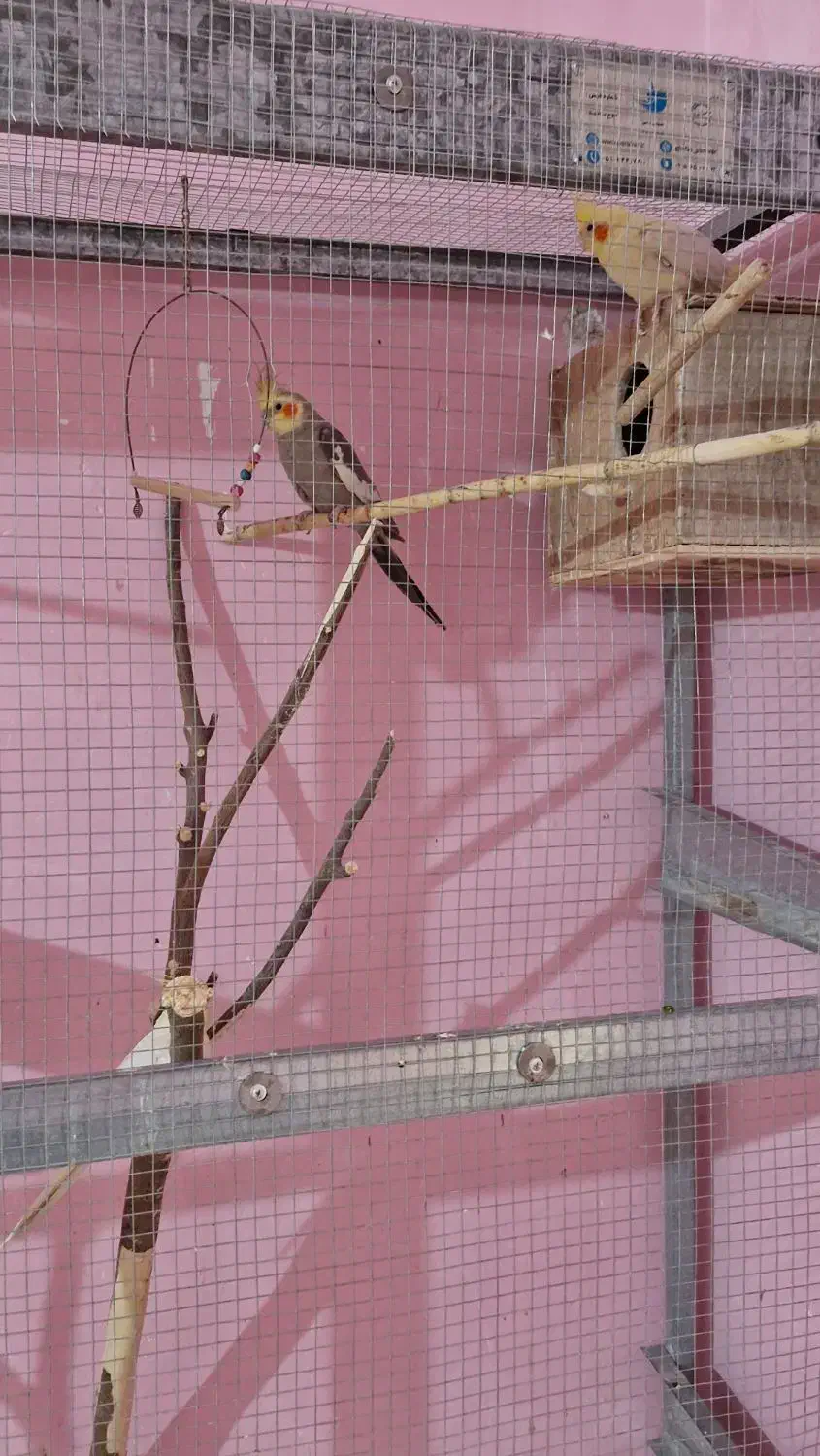 عروس هلندی|پرنده|جم, |دیوار