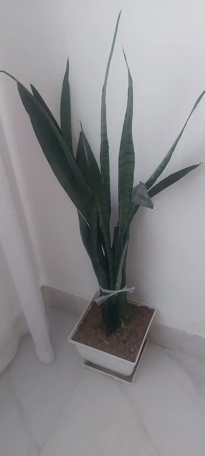 فروش گل طبیعی|گل و گیاه طبیعی|یاسوج, |دیوار