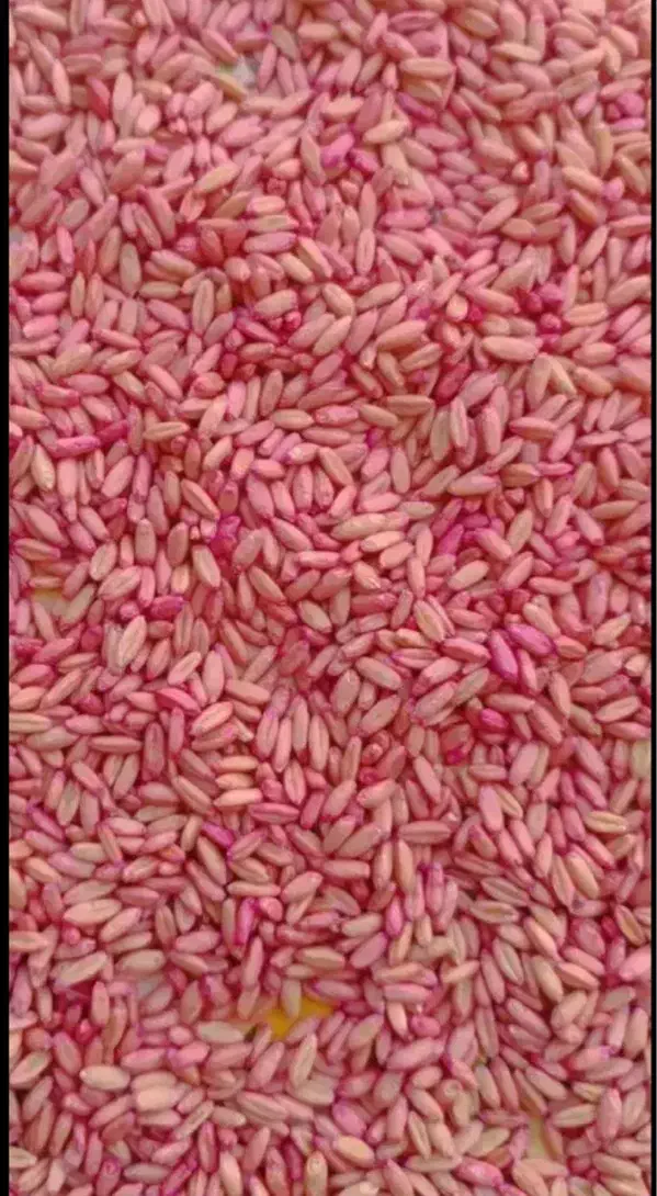 گندم بذری|خدمات باغبانی و درختکاری|مرودشت, گندم|دیوار