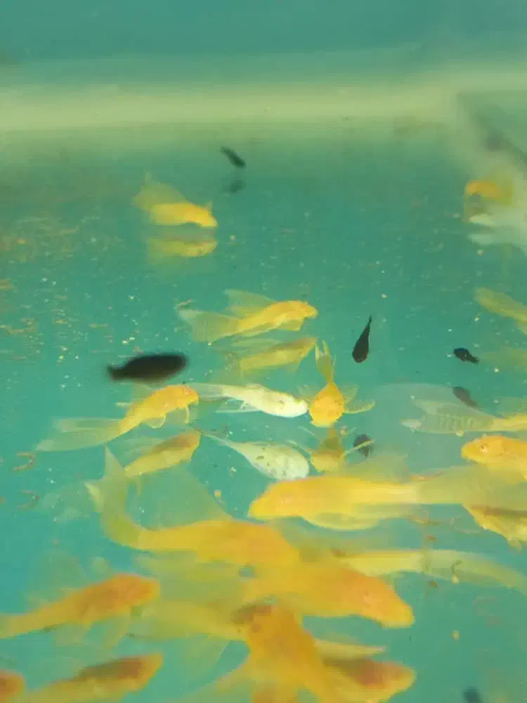 انواع ماهی زینتی و کت فیش|ماهی|شاهینشهر, کوی مهدیه|دیوار