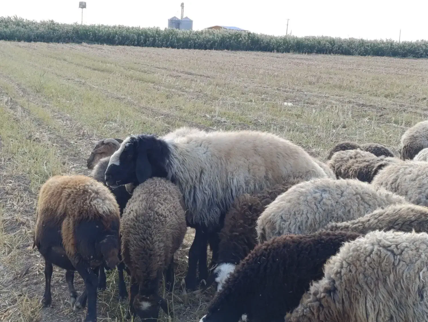 بره نر وماده.۱۷۰هزار|حیوانات مزرعه|بشاریات, |دیوار