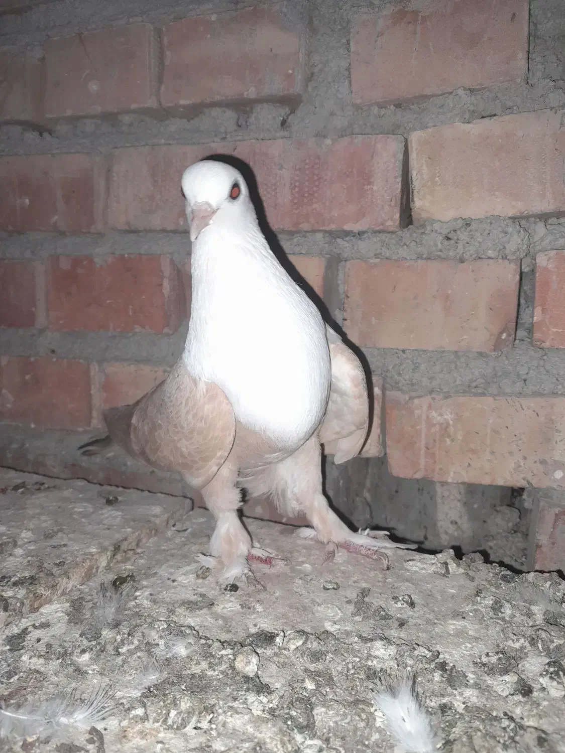 کبوتر رنگی|پرنده|گنبد کاووس, |دیوار