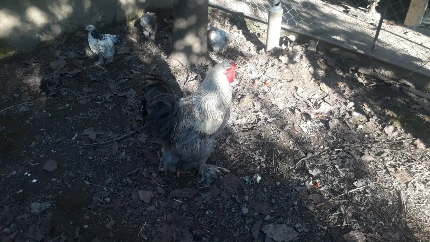 حیوانات مزرعه|حیوانات مزرعه|چالوس, |دیوار