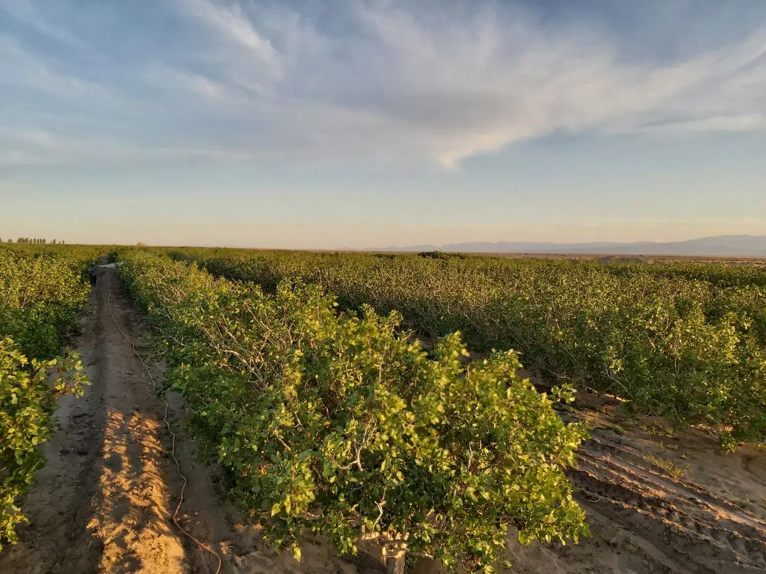 معاوضه باغ پسته با منزل مسکونی در یزد|فروش دفتر صنعتی، کشاورزی، تجاری|مروست, |دیوار
