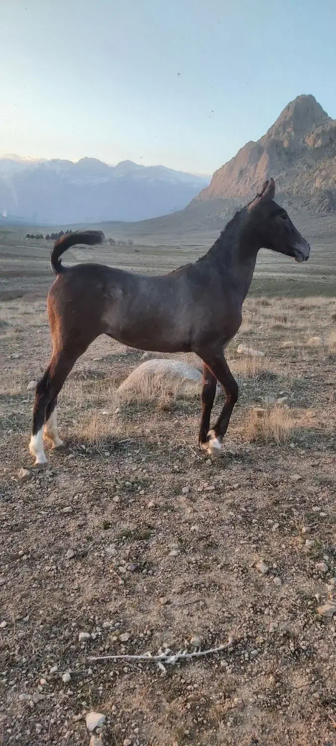 اسب|اسب و تجهیزات اسب‌سواری|بیستون, |دیوار