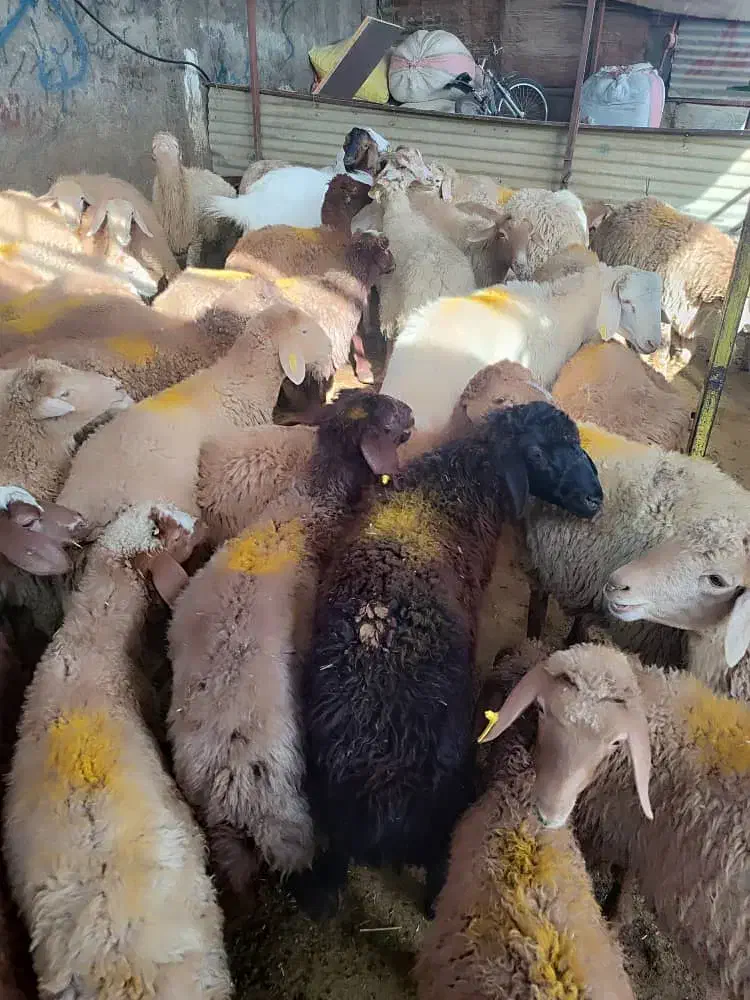 پخش گوسفند زنده در تهران با قصاب رایگان|حیوانات مزرعه|تهران, گیشا|دیوار