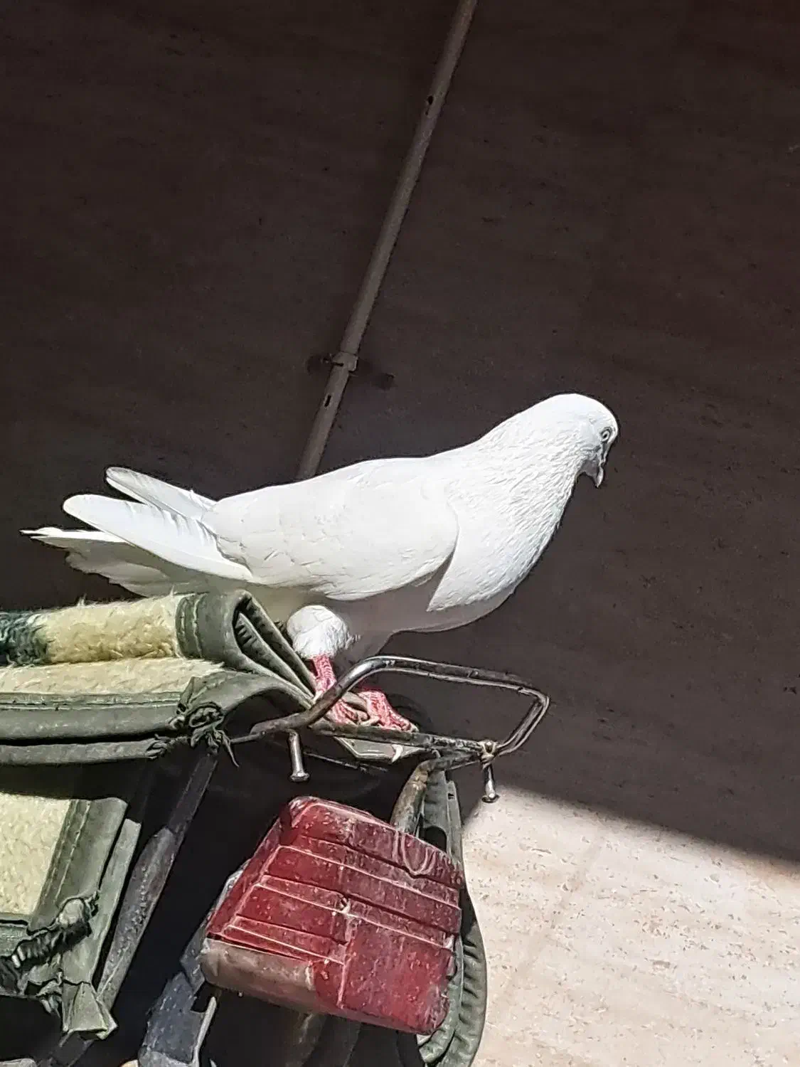 بمبویی|پرنده|امیدیه, |دیوار