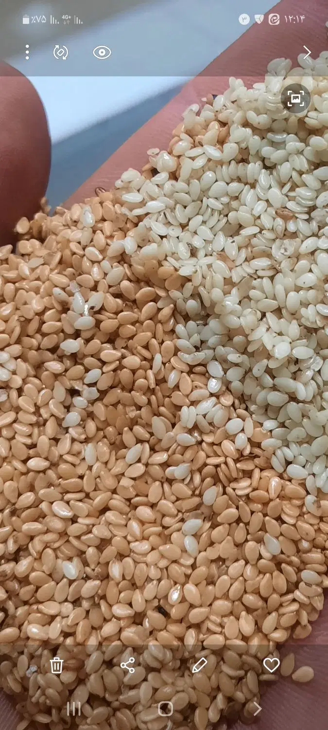 کنجد|عمده‌فروشی|کرج, چمران|دیوار