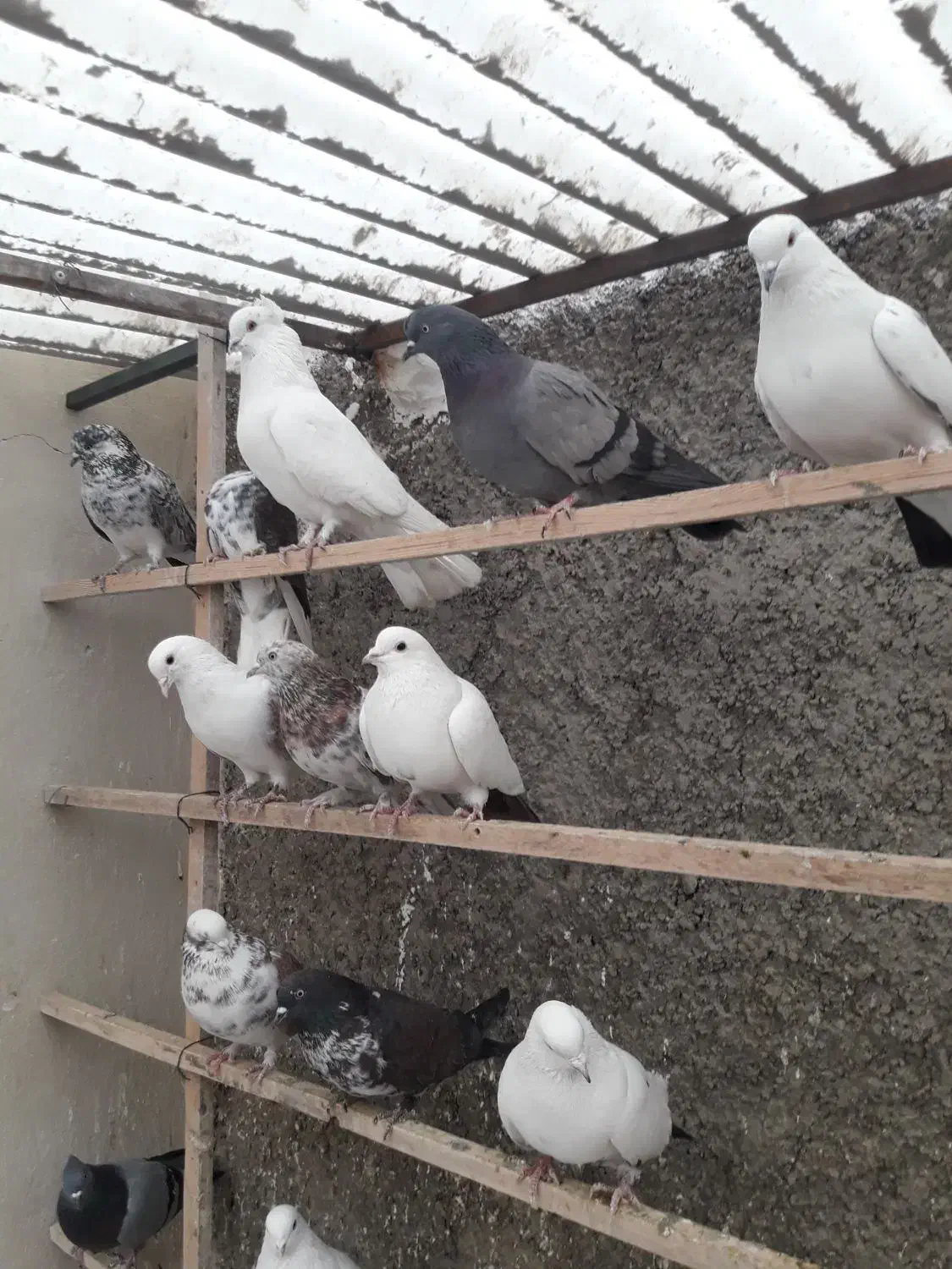 ۲۰طوق کبوتر پرشی|پرنده|تهران, جوادیه|دیوار