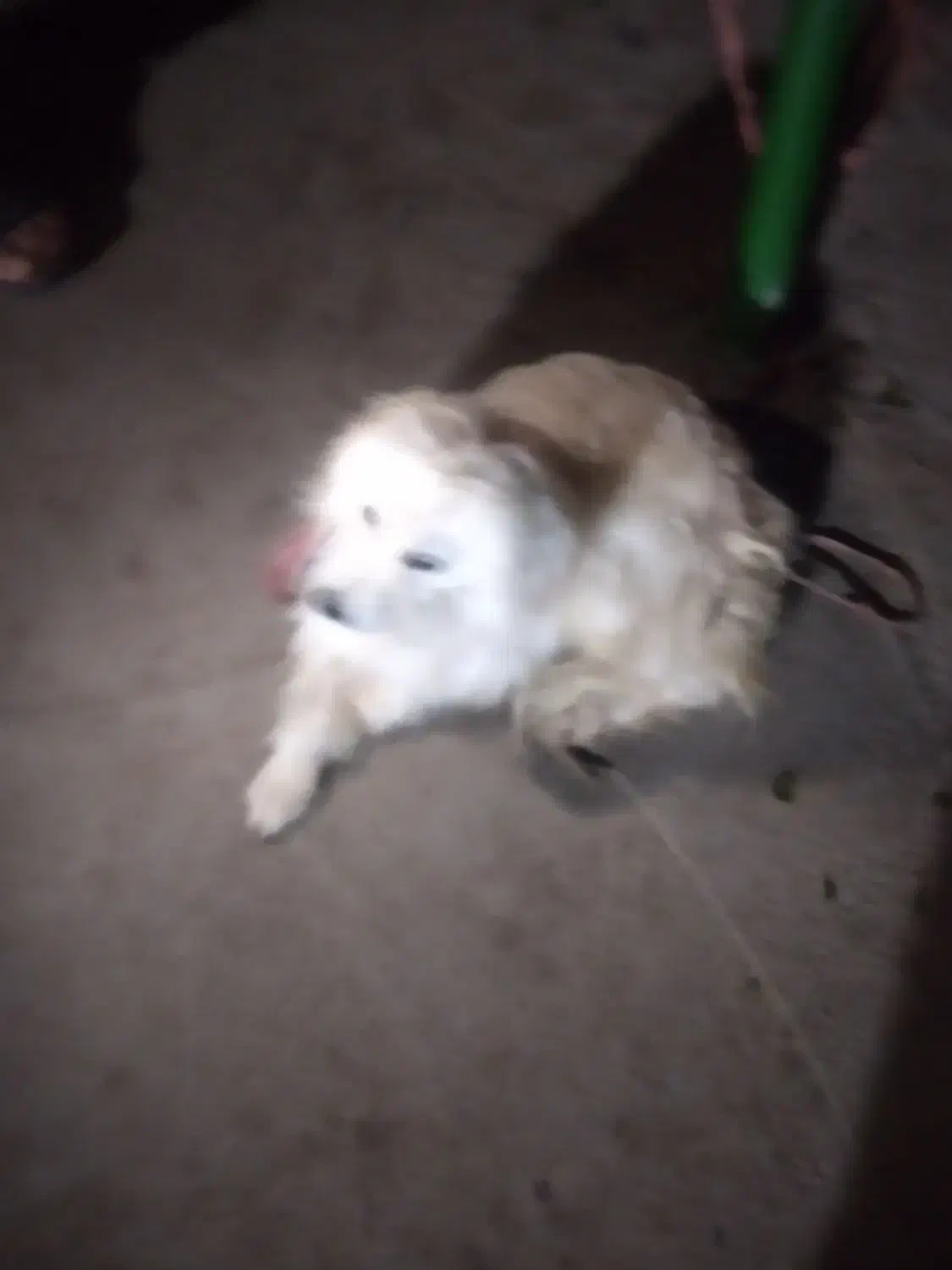 سگ پامر|سگ|شوشتر, |دیوار