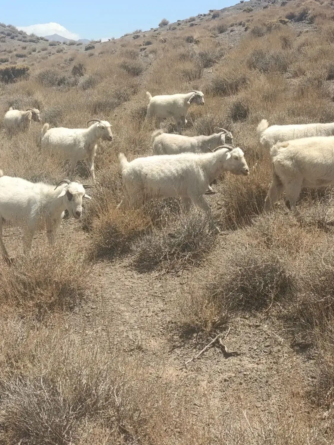 گوسفند بز آبستن سنگین|حیوانات مزرعه|گلزار, |دیوار