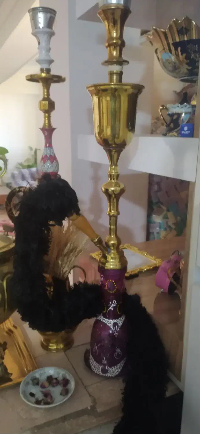 دوعدد قلیان|زیورآلات و اکسسوری|میاندوآب, |دیوار