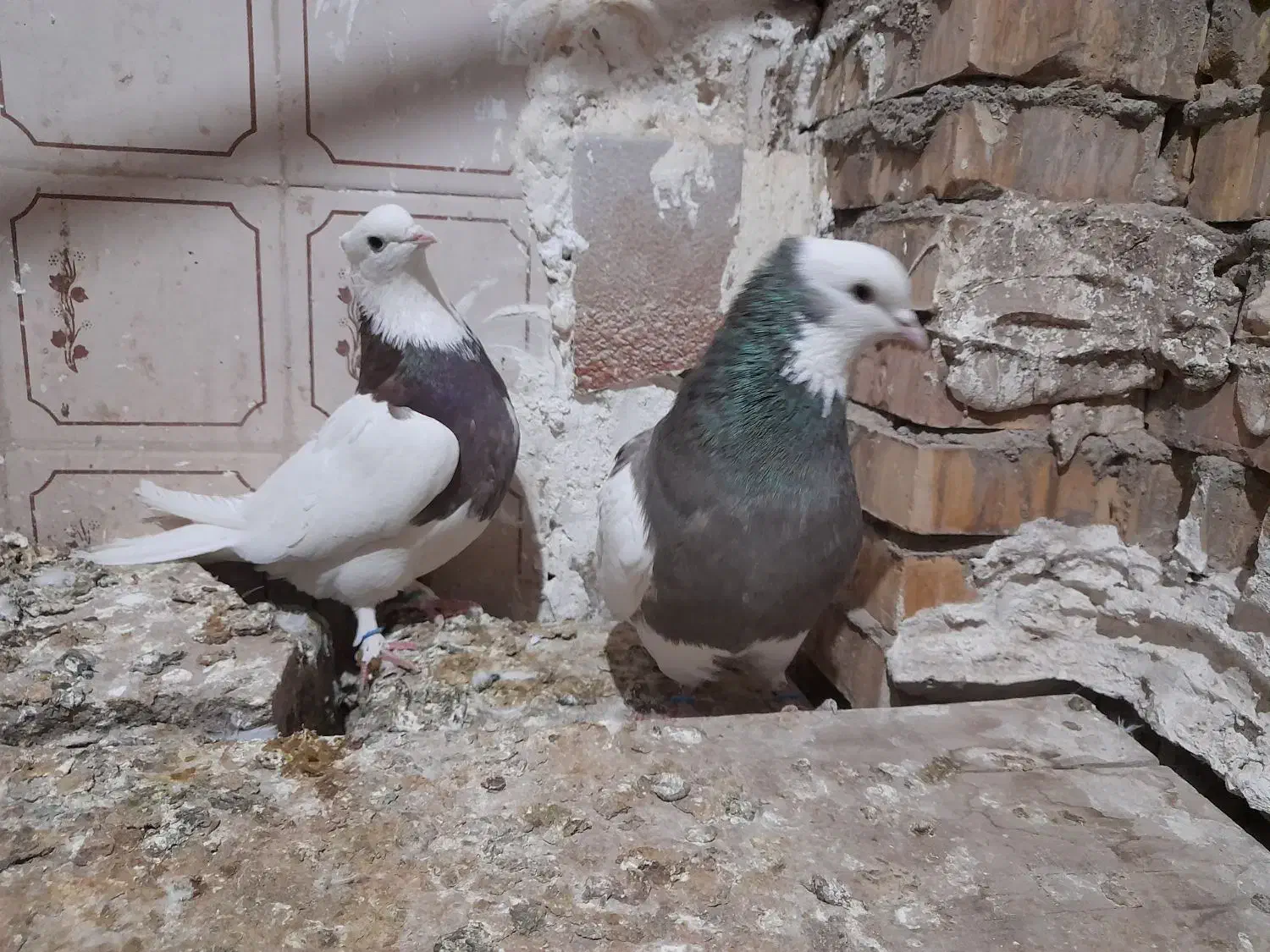 یک جفت طوقی|حیوانات|یزد, |دیوار