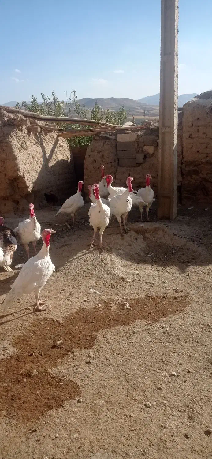 بوقلمون سفید|حیوانات مزرعه|امام, |دیوار